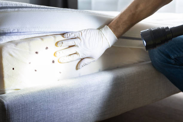 Best Ant Control Services  in Quail Creek, TX