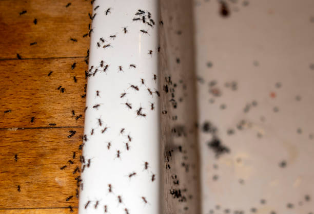 Best Pest Inspection Near Me  in Quail Creek, TX